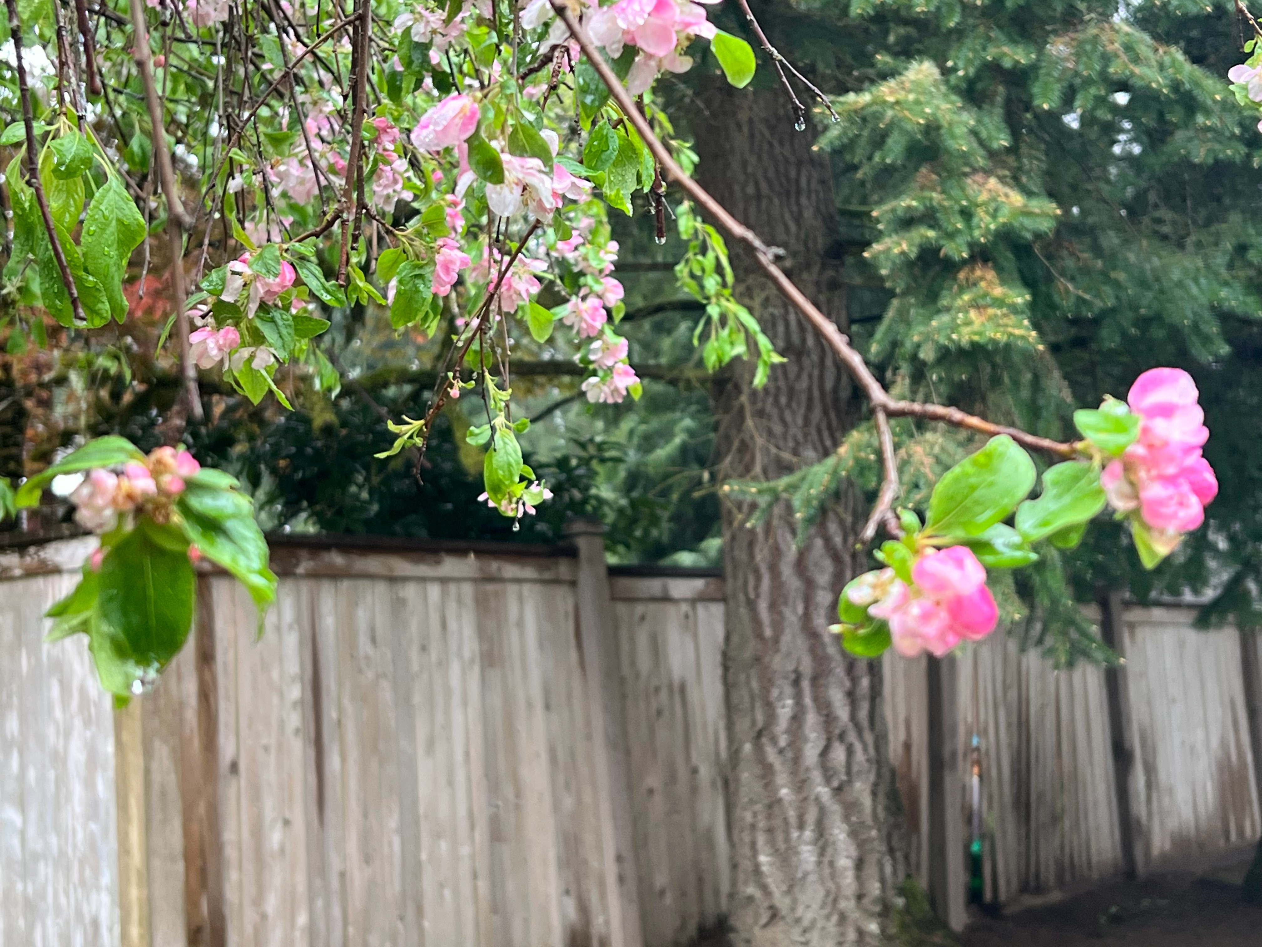 周末天气好，准备去湖边走走，看看夕阳。再把后院Deck 的家具蚂蚁搬家摆出来，在