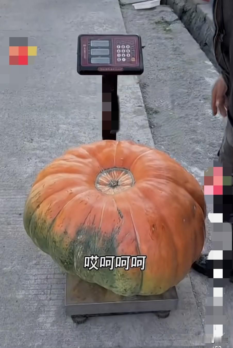 真有一百多斤的南瓜呀，这得啥时候吃完呀。