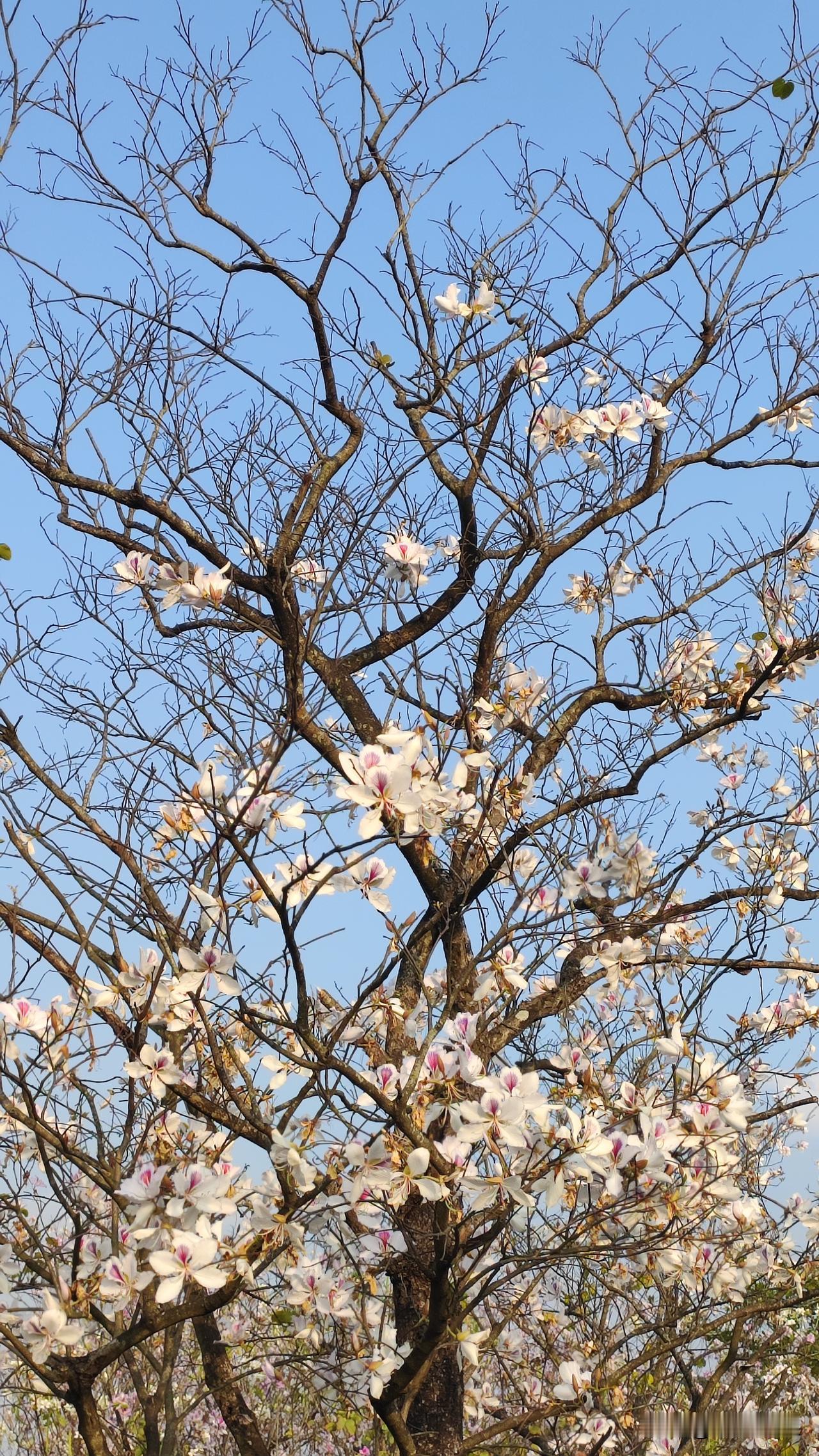 春意浓，花枝俏。
春日繁花，宫粉羊蹄甲。
清丽素雅，迷人姿态。