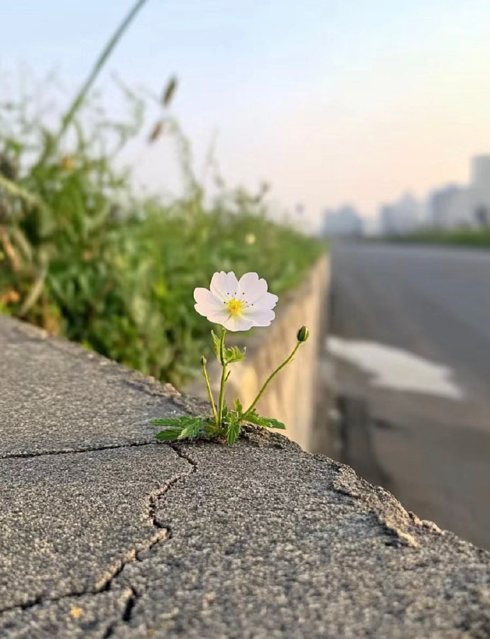 倔强的小花 ​​​