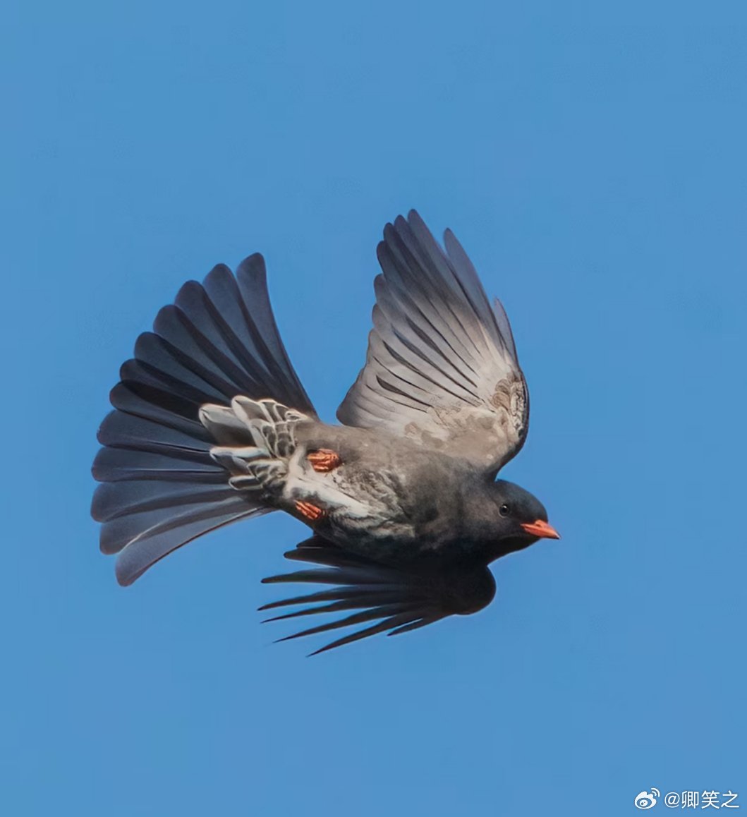 嗖嗖嗖，小鸟也是懂流体力学的。黑短脚鹎飞行时，先是使劲扇几下翅膀，然后收拢翅膀在