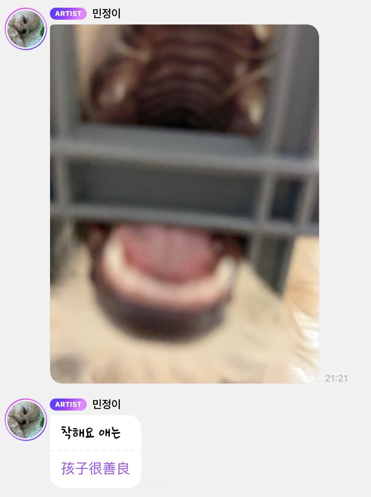 这个波妞妈想咋子？最萌小狗波妞萌宠狗狗宠物日常