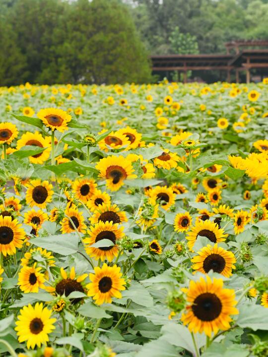 📸6.30🌻拍到了奥森向日葵花海的空镜❗