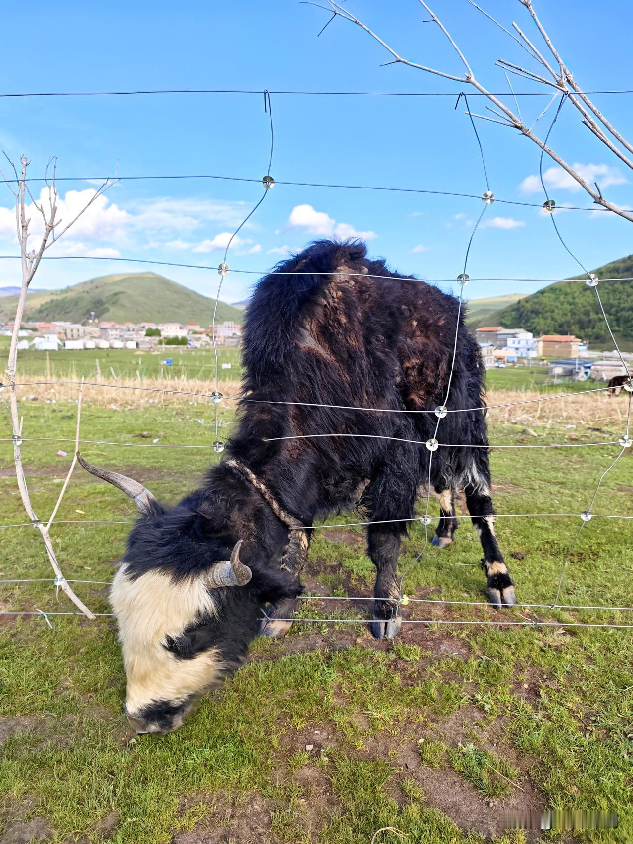 国庆游玩有感：不管哪儿，当地的旅游环境和生态好坏，绝对都是当地人贡献的：过度放牧