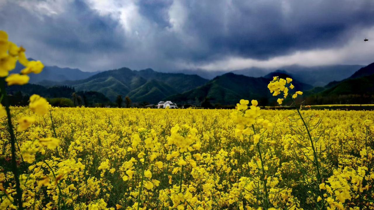春日的热烈与苍茫撞个满怀，每一簇油菜花，都在风雨里开得轰轰烈烈。