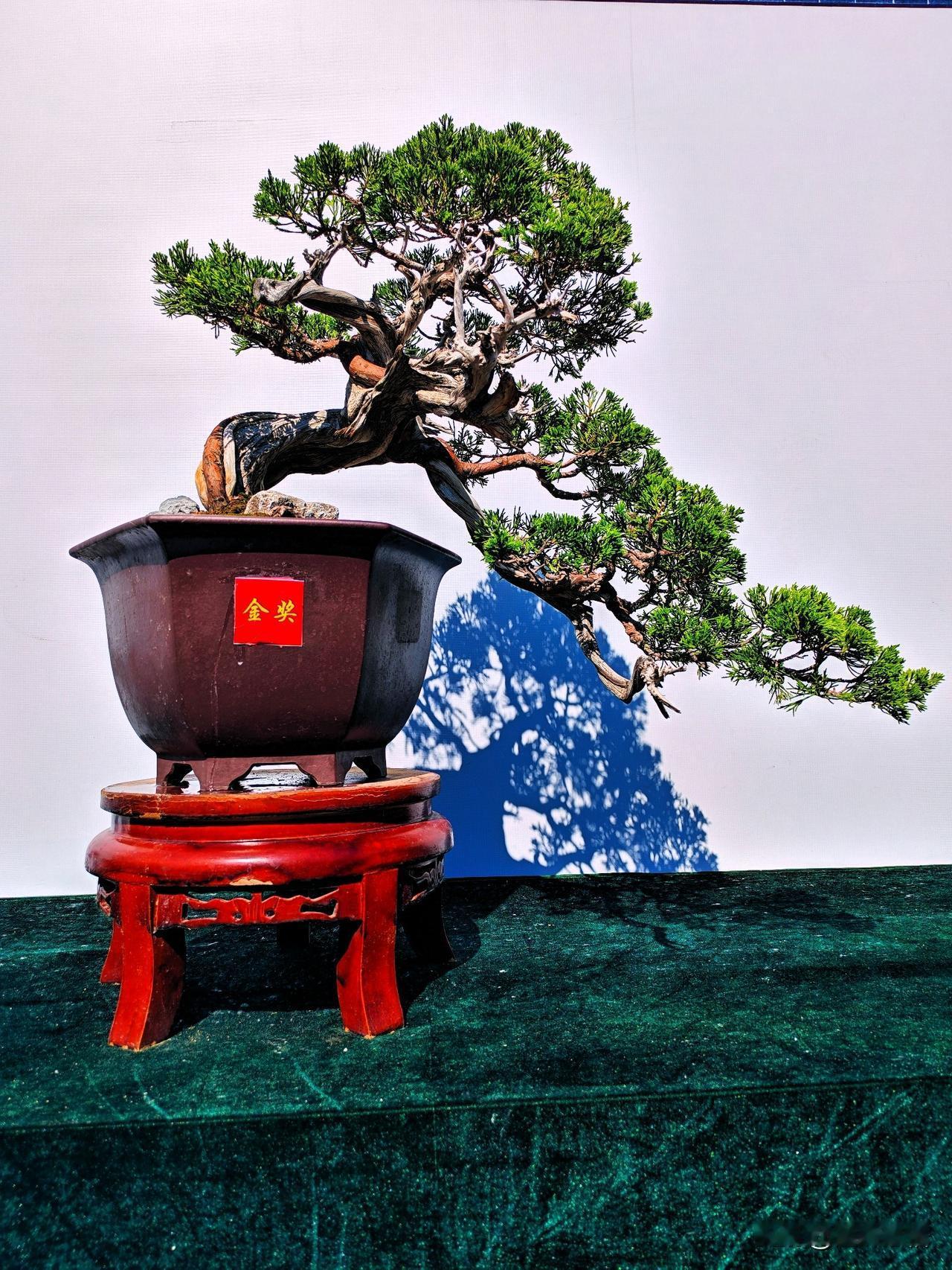 2026年第23届河南省中州盆景展（八）