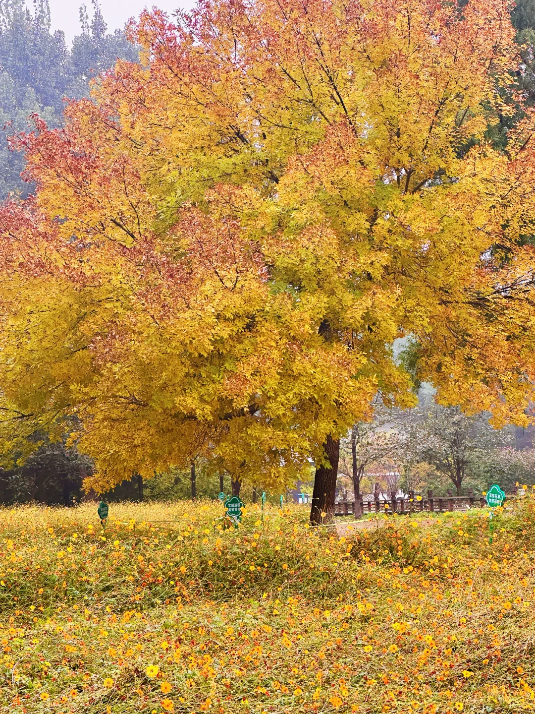 10.16实况live图🍂奥森“神树”目前观赏蕞佳