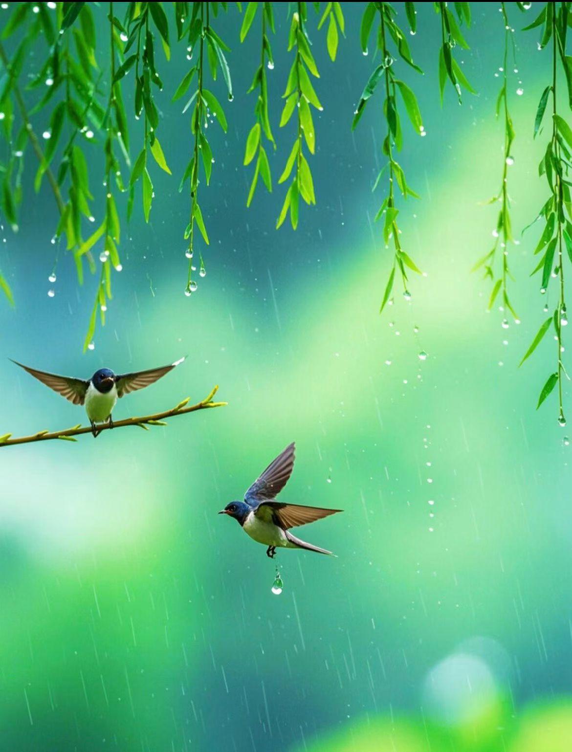 七绝·春雨
细雨如烟拂翠柔，
娇花含笑缀枝头。
柳丝轻曳牵风袖，
欲挽春光入眼眸