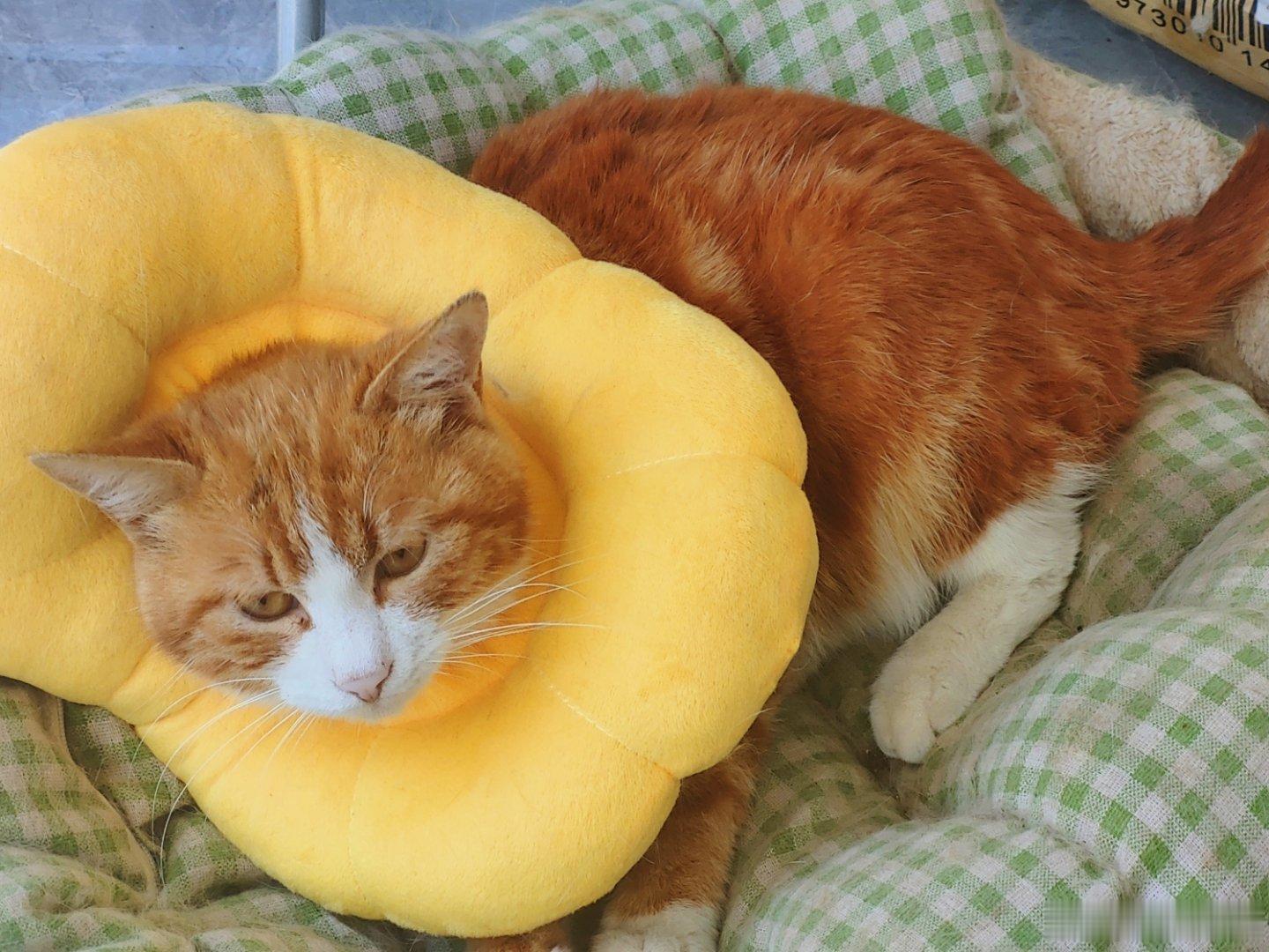 临时充当兽医，给流浪猫治病。 