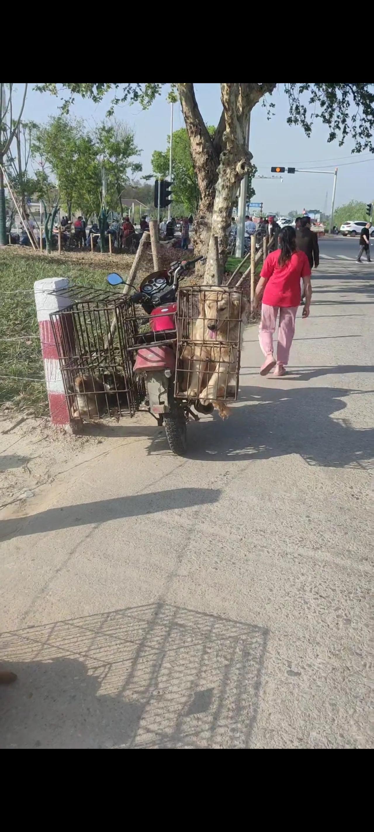这是谁家的毛孩子，又是谁家的狗狗，竟然沦落到如此地步，实在让人心虚不已！

她原