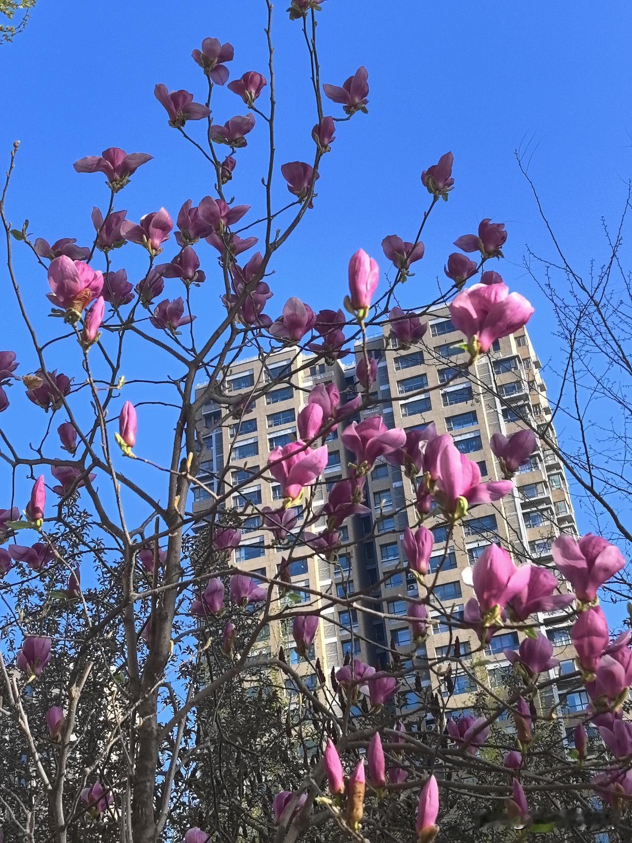 美好的城市，小区美景美景藏于日常，小区风光正好。绿意盎然，繁花似锦，干净舒心，这