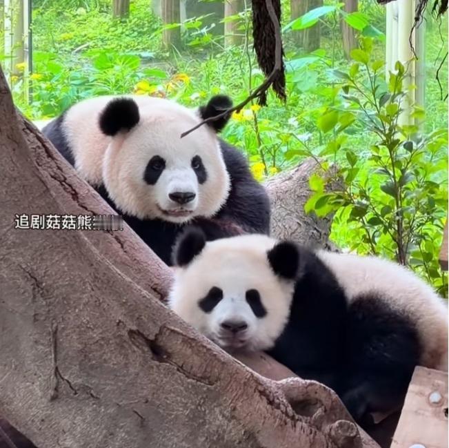 小月亮和妈妈同框，好温馨好有爱的画面呀!一转眼，小姑娘9个月大了，十分聪明能干调