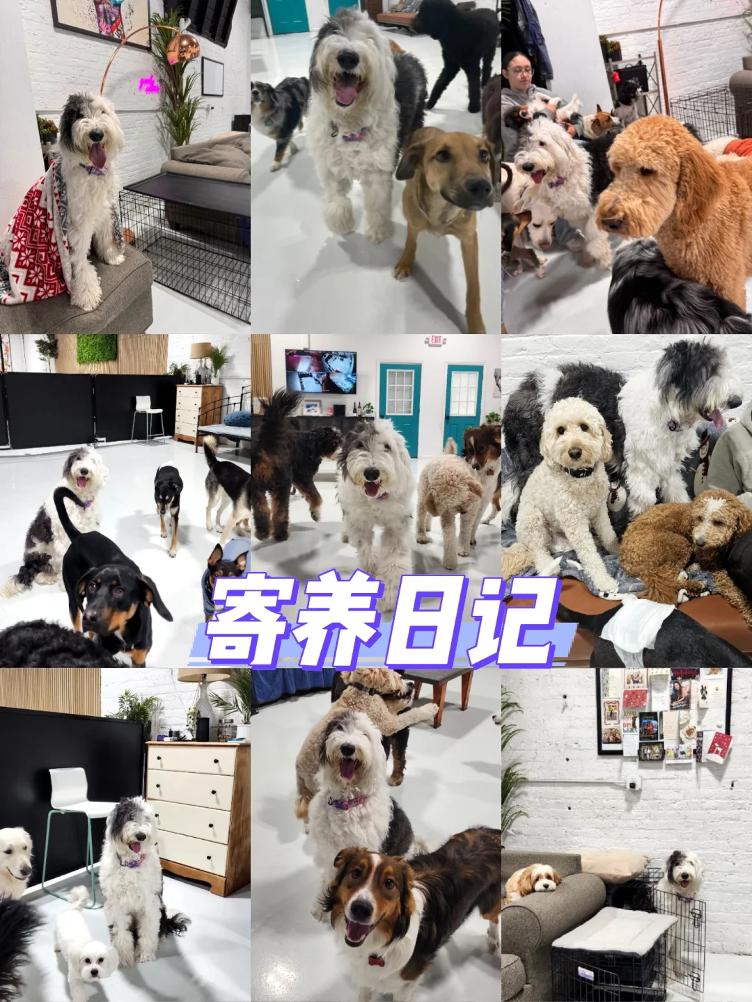 托狗所寄养日记｜狗生第一次离家一周