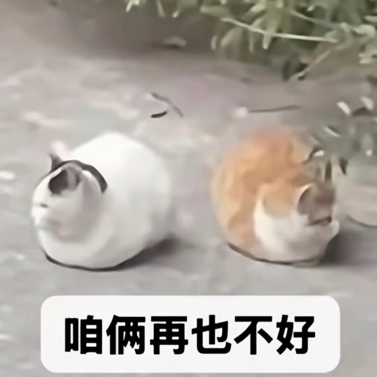 我不知道您这又是怎么了 