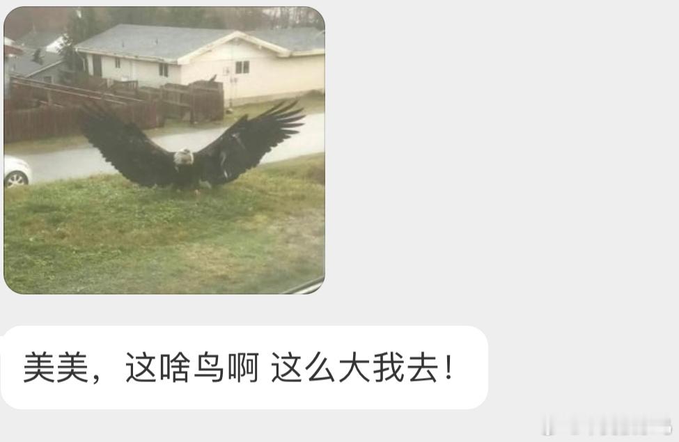 大鹏展翅的【白头海雕】 ​​​