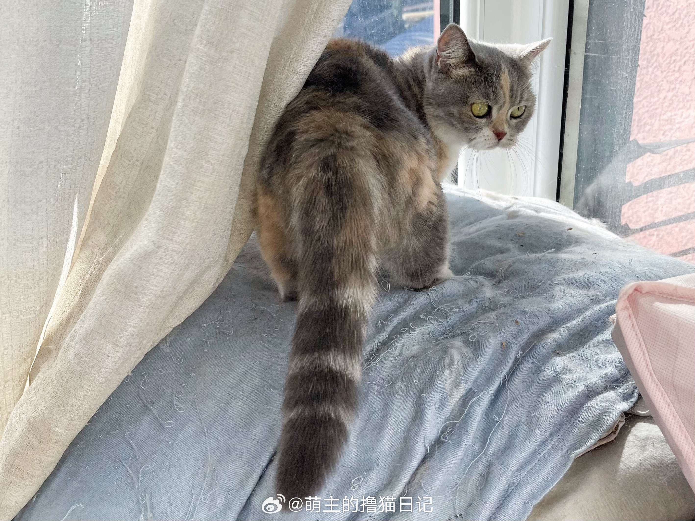 翘屁嫩猫，八卦得很[挖鼻] ​​​