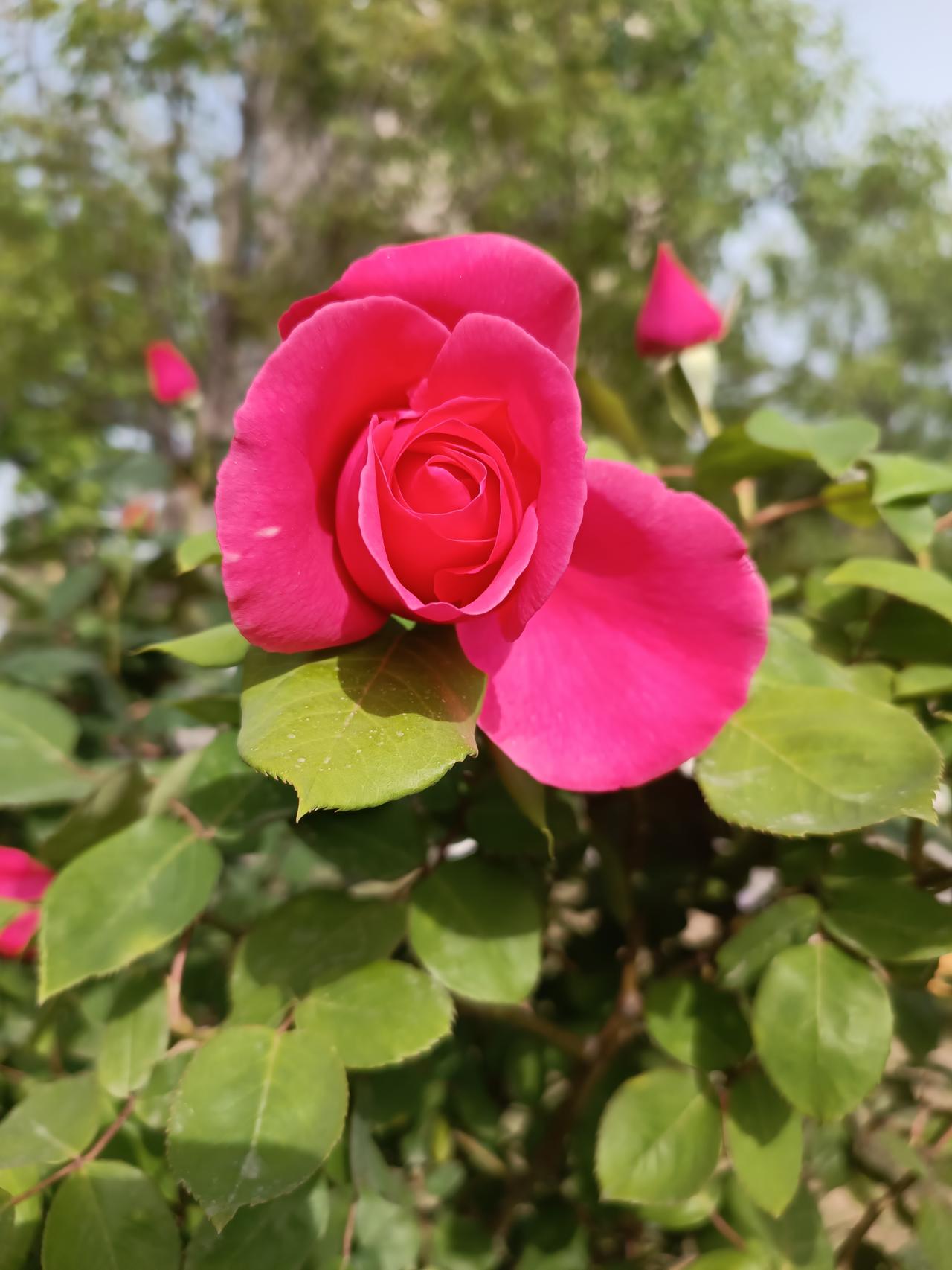 ＃清晨散步打卡随手拍＃
早安呀！每天清早的散步时光，是我给自己的专属治愈🌿 迎