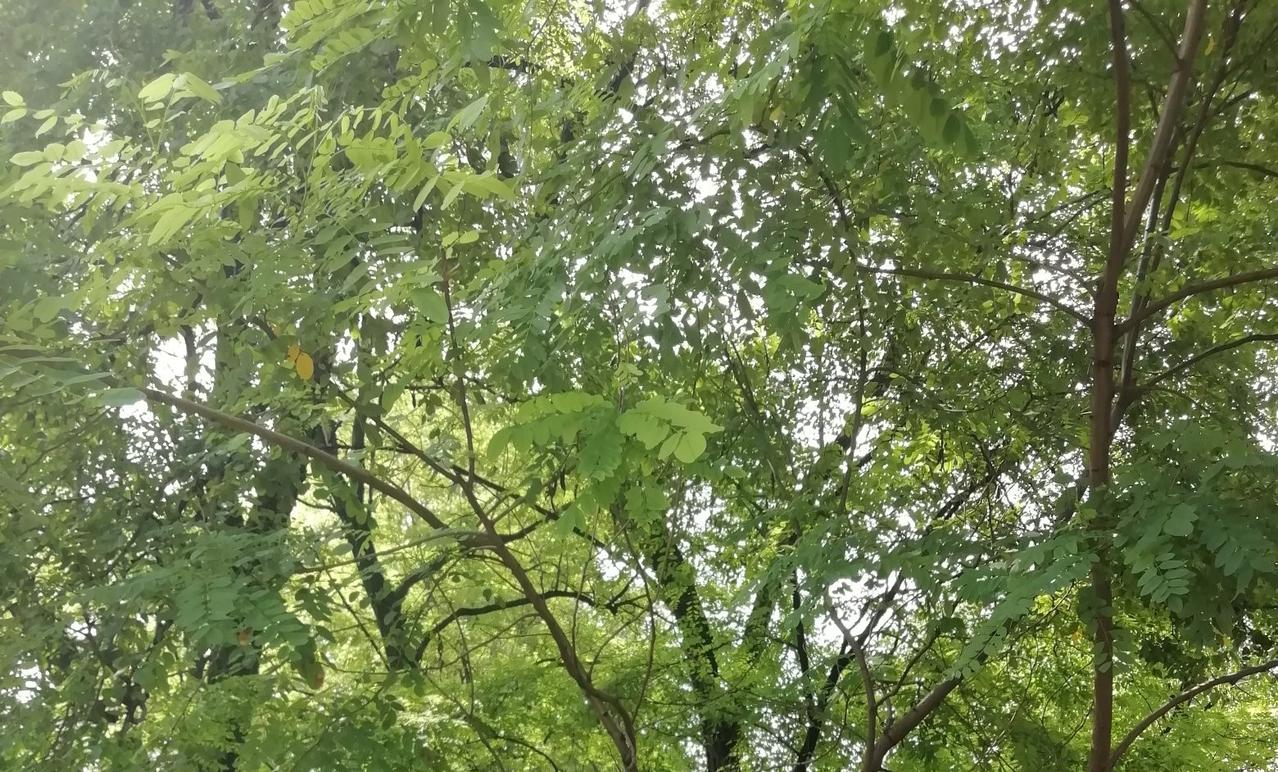 英国伦敦大学学院电脑科学系荣誉教授本特利（Peter Bentley）指出，AI