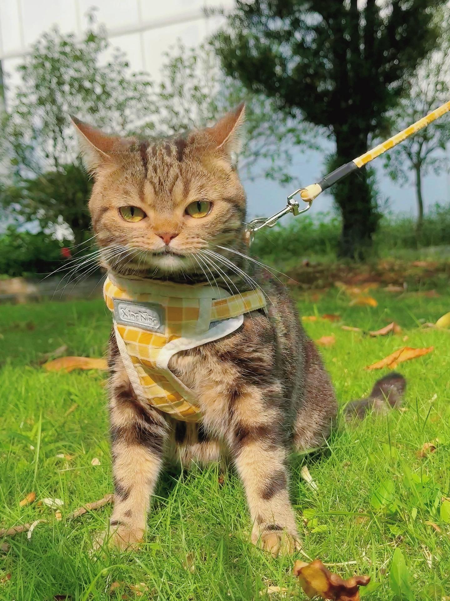 带出去不会被人欺负的猫。一副盛气凌人的样子！！