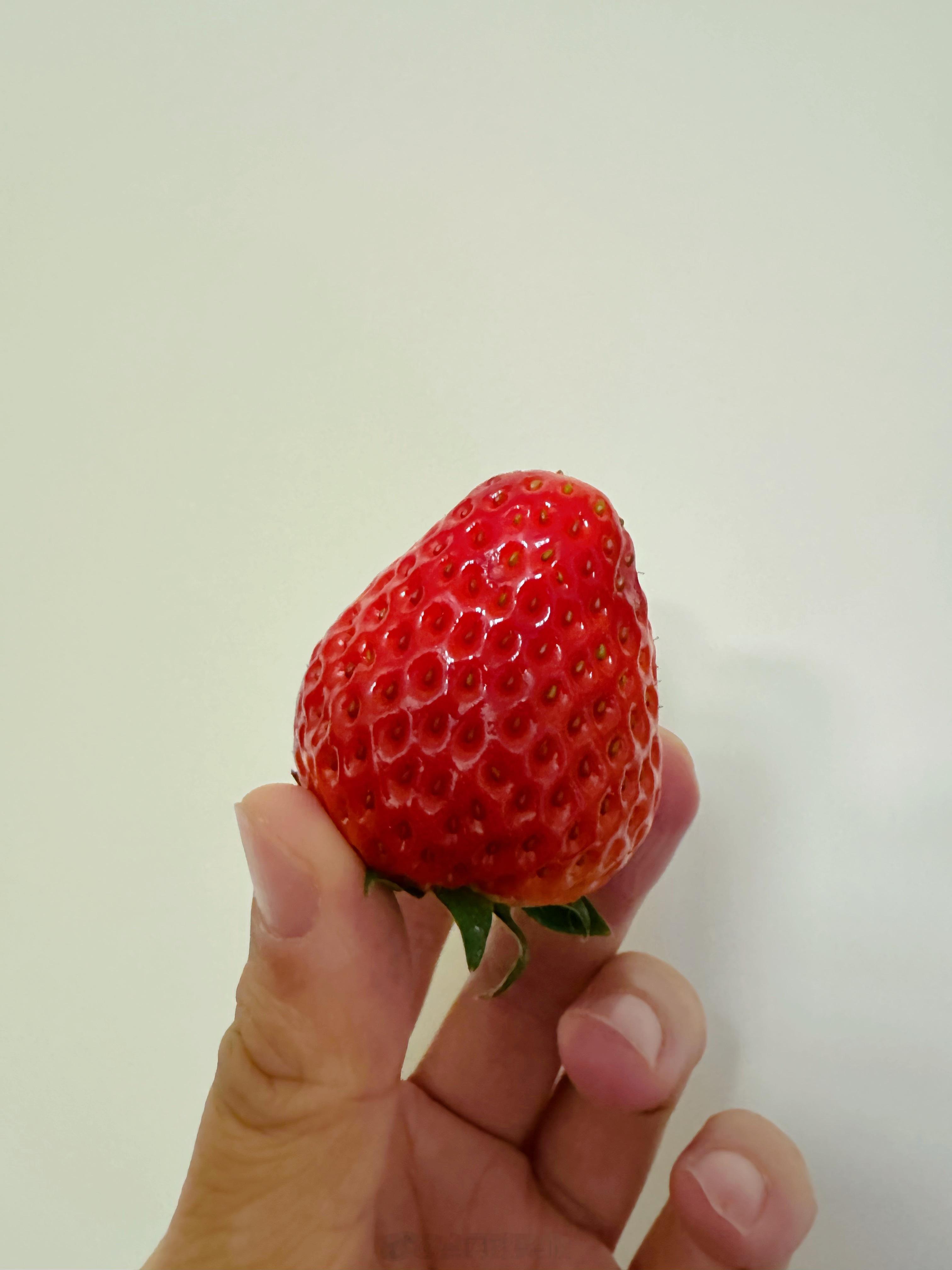 吓死！一颗草莓大概要3块钱！🍓 