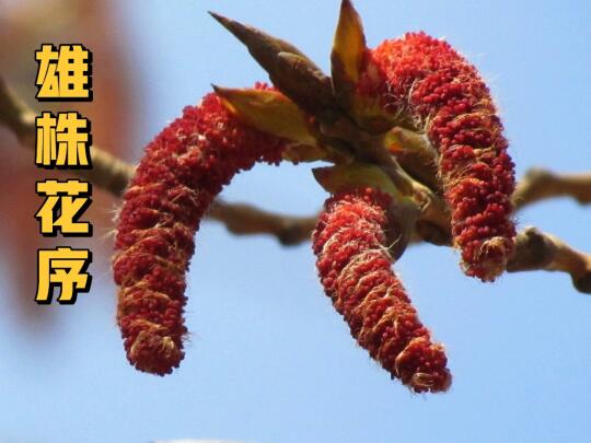 春天到了，又到了杨树们挂“毛毛虫”的季节
