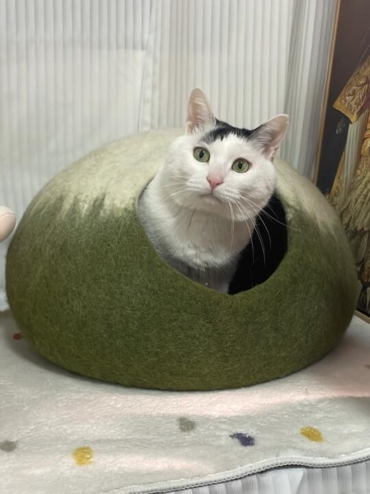 奥利奥奶油馅抹茶麻薯！