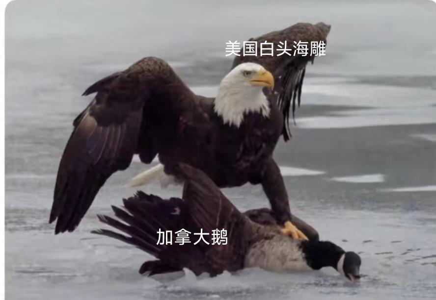 美、加决裂，昔日盟友成对手。
★基辛格说过：做美国的敌人是很危险的，但做美国的朋
