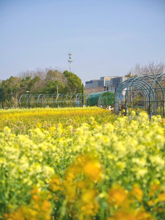 五常都市农园🌼七彩油菜花太好拍❗️人少景好