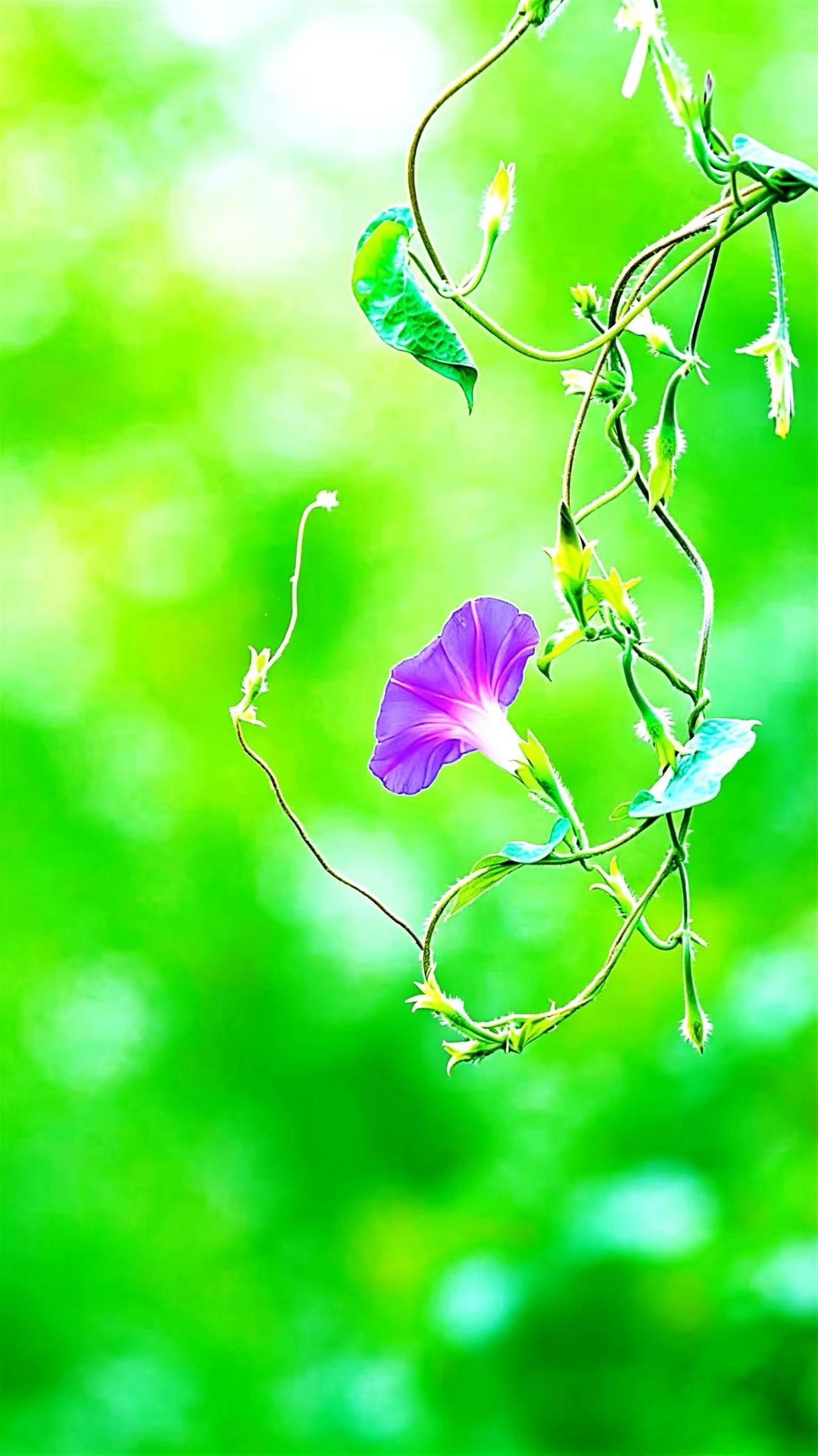 在寻常的烟火里发现美好。原创作品