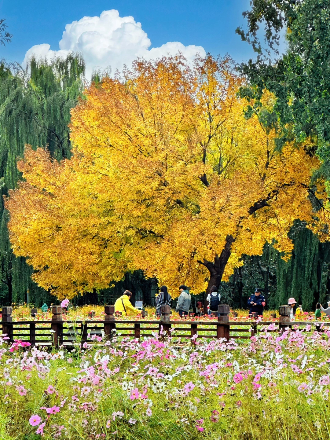 10.17实拍，奥森神树已到位，美哭了！