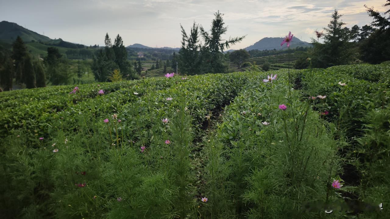 夏日生活打卡季安吉白茶园
