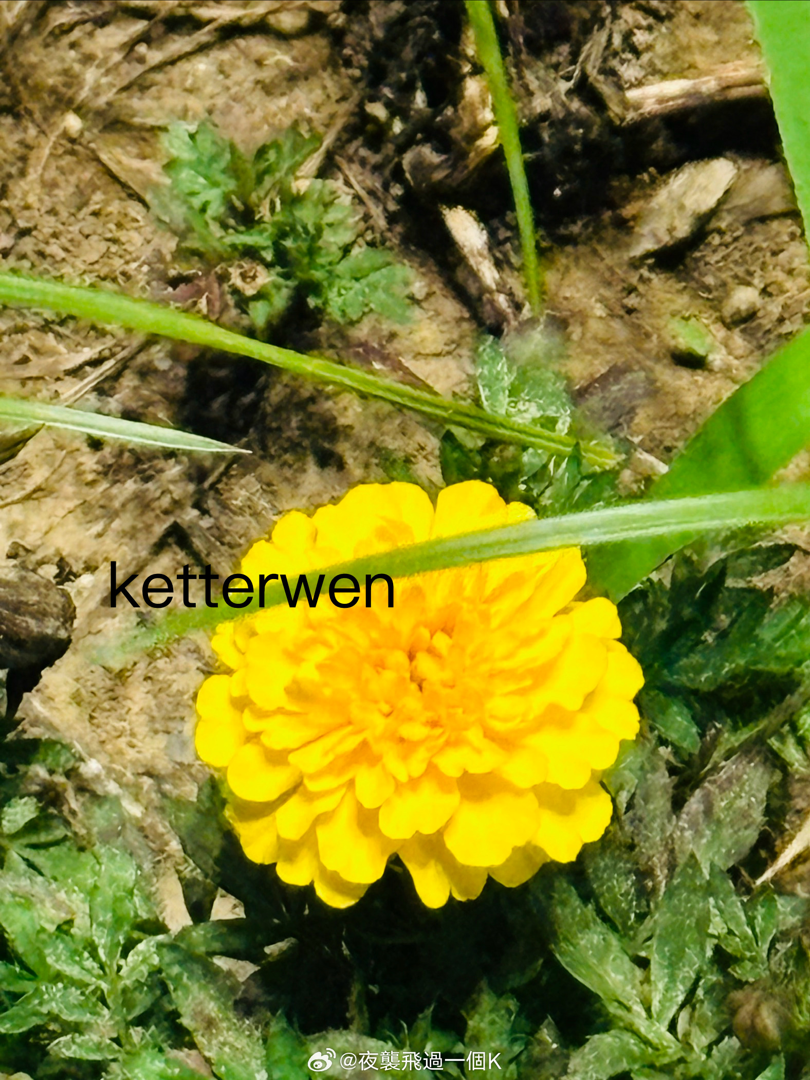 五月十四路邊の🌼  专栏 · ketterwenの騎行紀錄