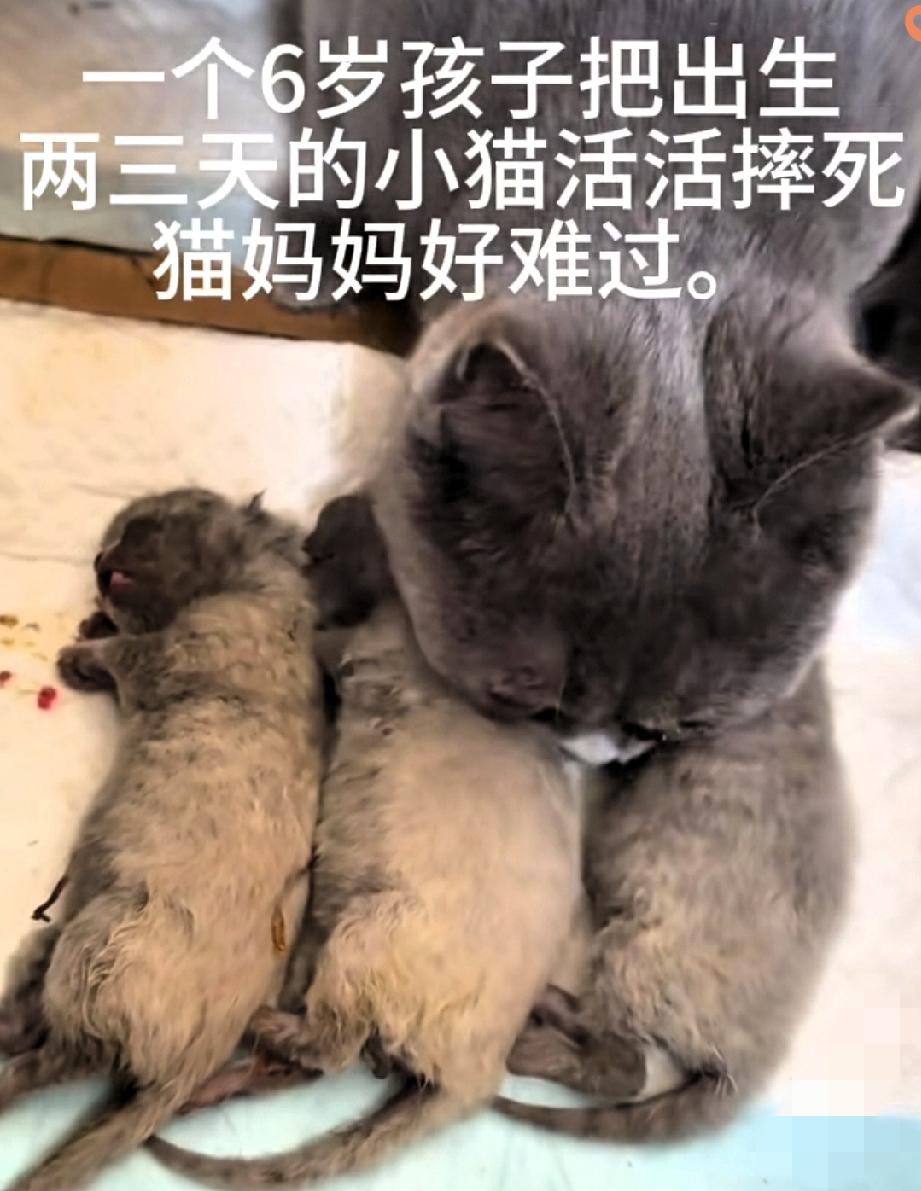 失去三个孩子的蓝猫妈妈情绪慢慢稳下来了，还在回奶呢，最暖的是猫爸爸一直守在旁边，