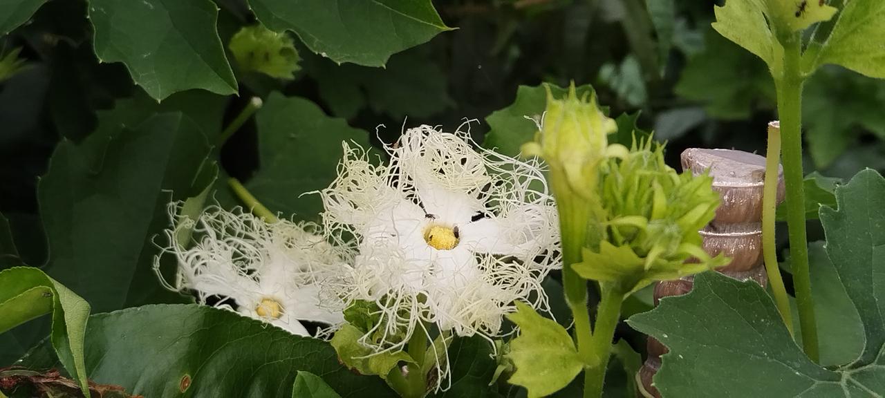 这种植物的花，是我昨天上午拍摄的，我是第一次看到，估计大家都没有见到过，有知道的