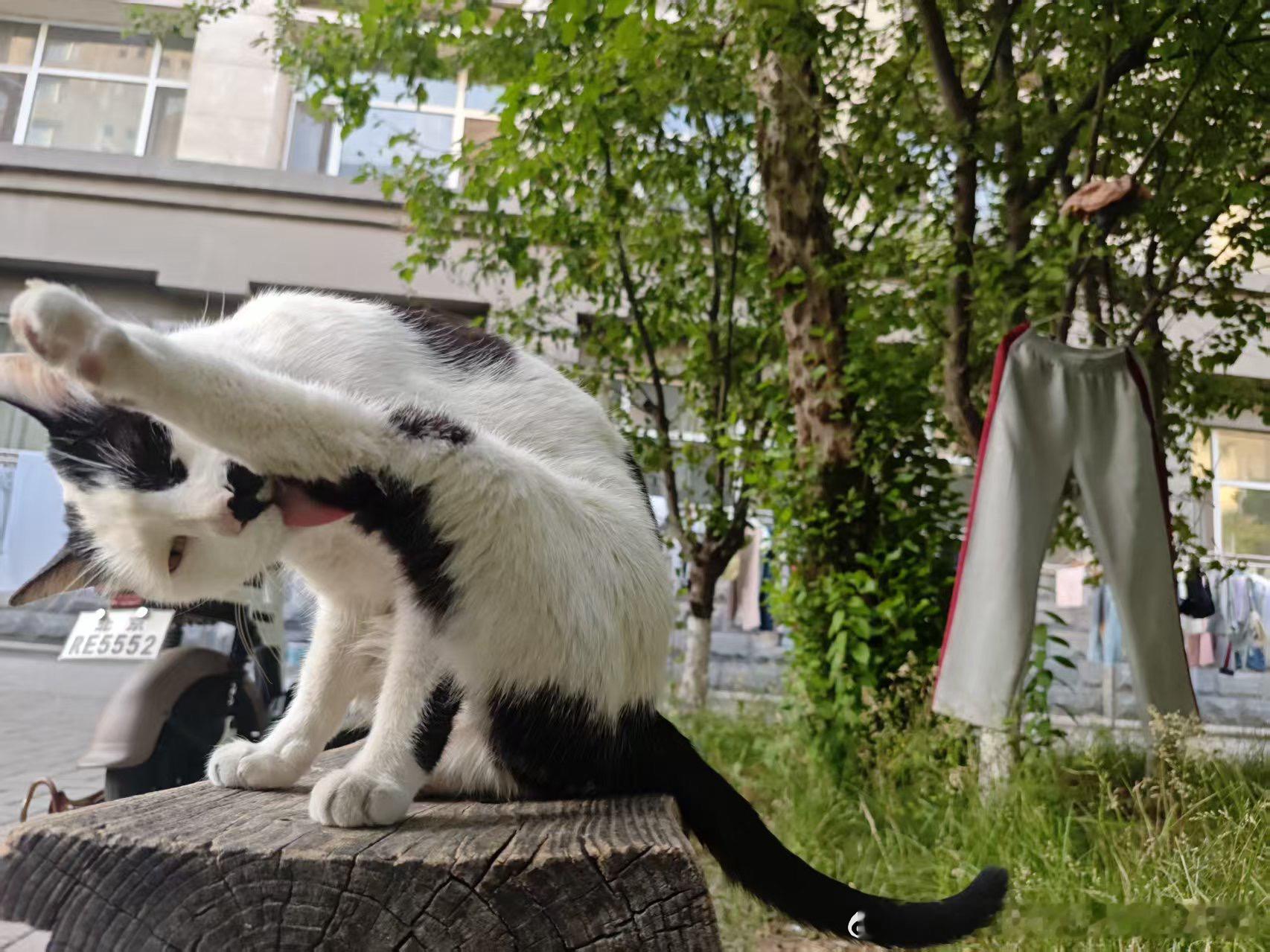 49697【丑猫】嘶溜 