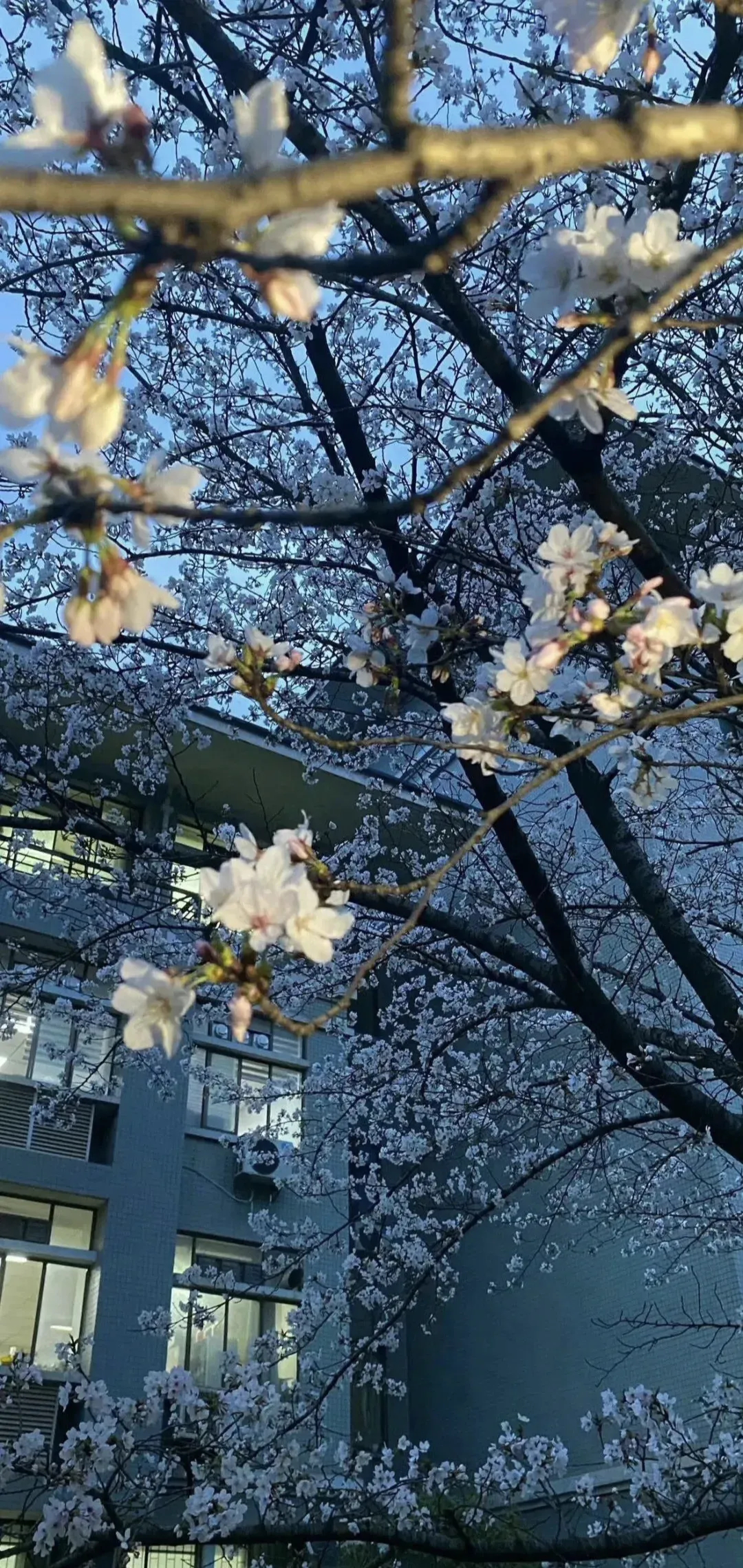愿日子清净，抬头皆是温柔与坦荡。 