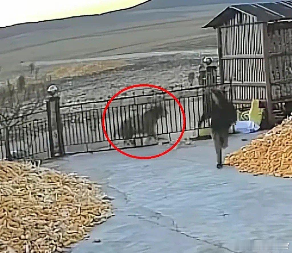 东北虎  无人机已经升空，地毯式的搜索，可是东北虎还没有找到，时间越长越让人担心