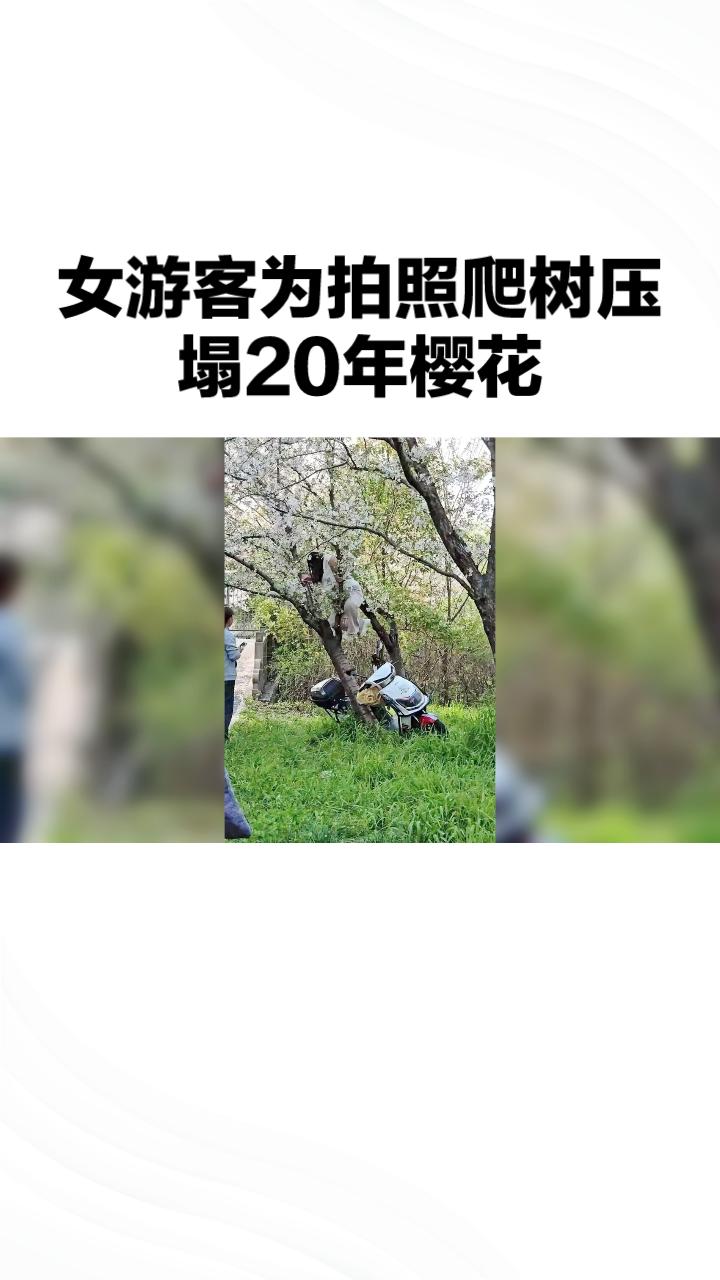 为拍照爬树竟压塌20年樱花，文明游园底线何在？
4月6日下午，上海顾村公园外环林