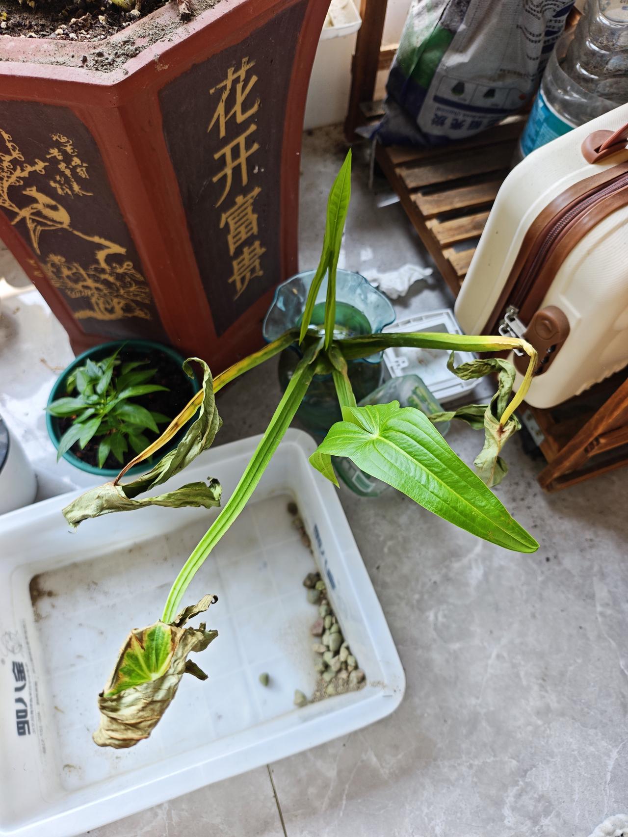 分享植物的奇妙之处