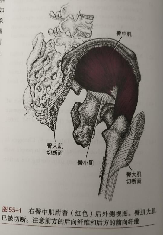 臀中肌介绍: 臀中肌在髋部的作用相当于三角肌之于肩部的作用，它是一厚实...