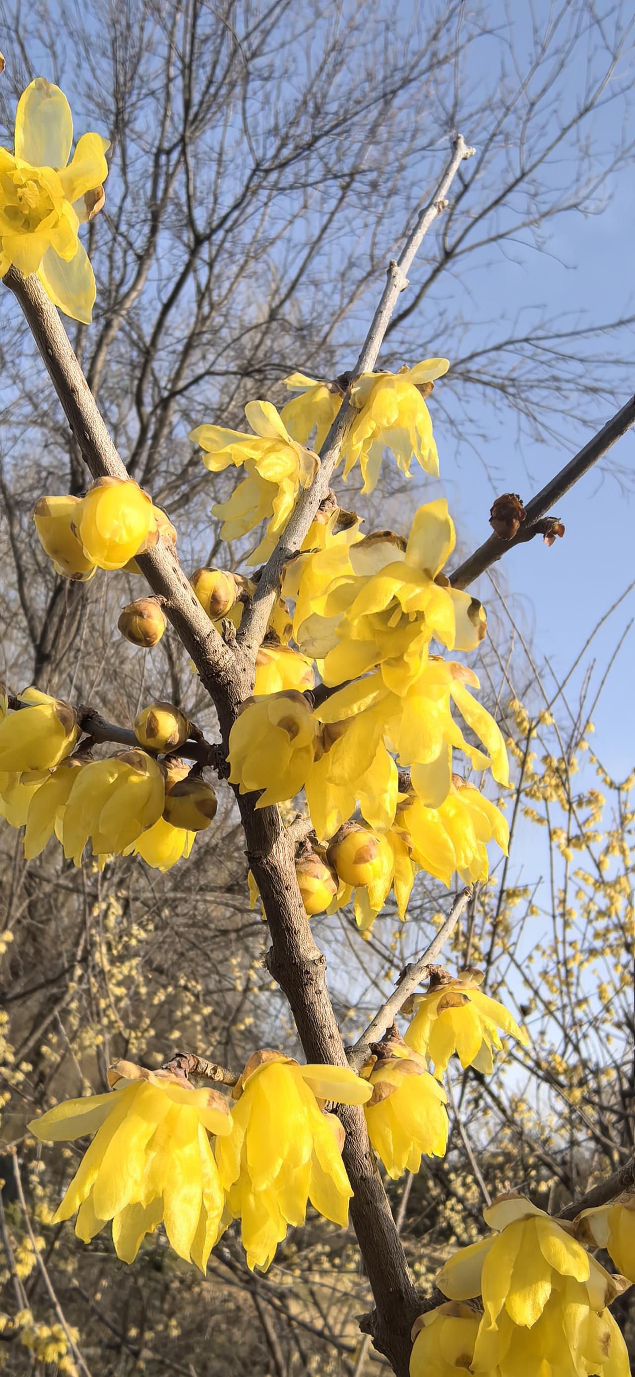 好看的梅花图片繁花似锦觅安宁