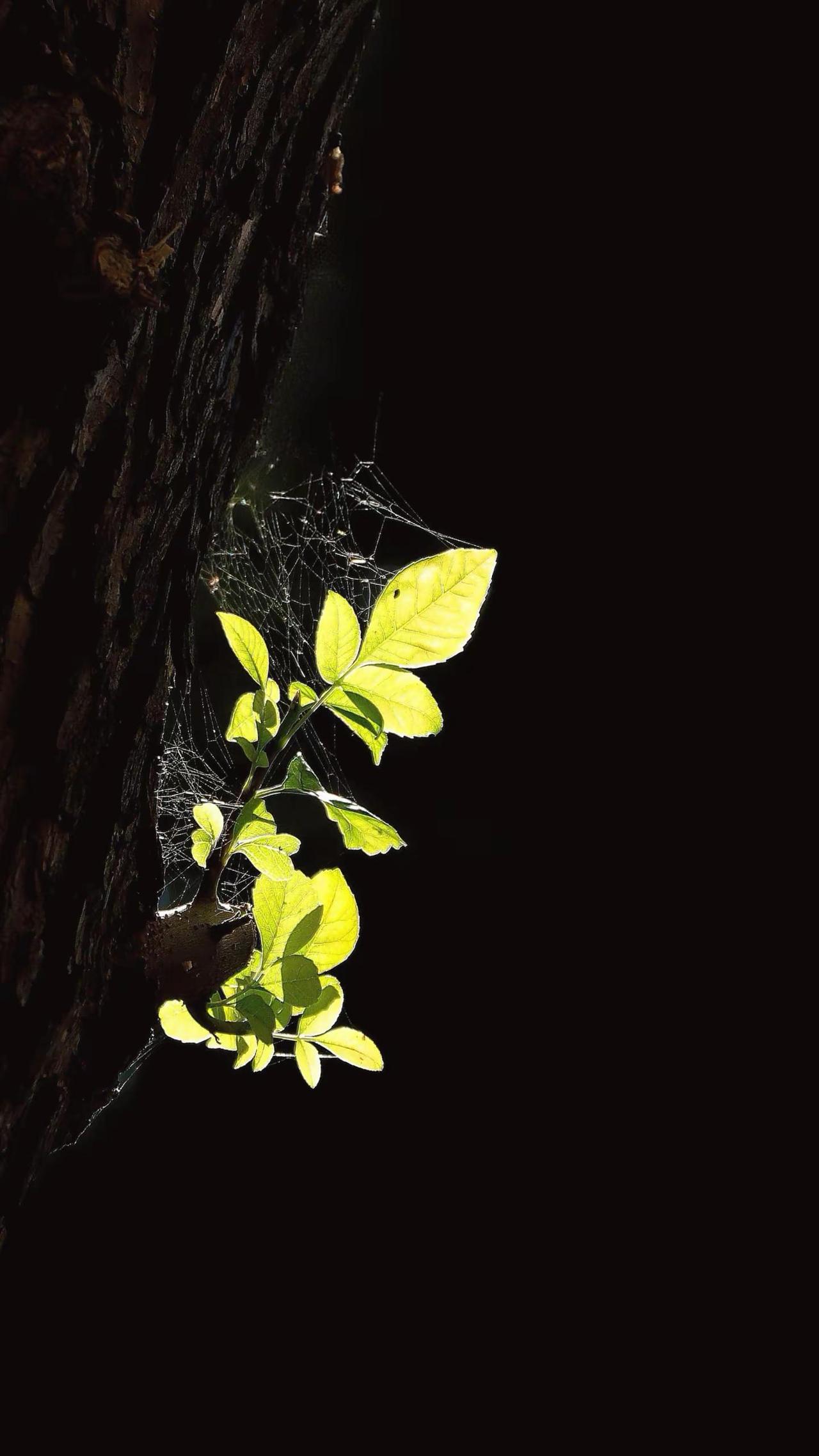 光影之韵。植物光影