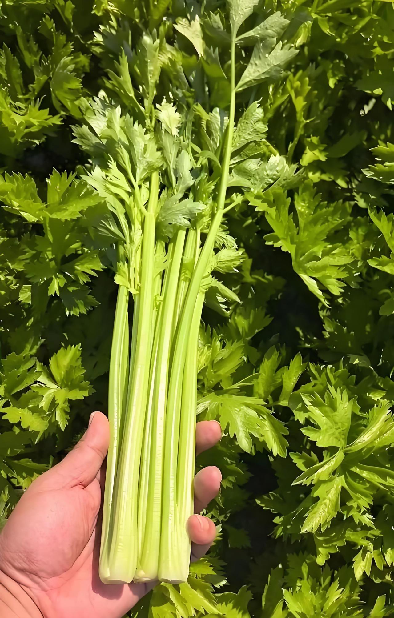 每次买芹菜，你是不是也习惯性把绿油油的叶子全揪掉？
我以前就是这样！总觉得芹菜叶