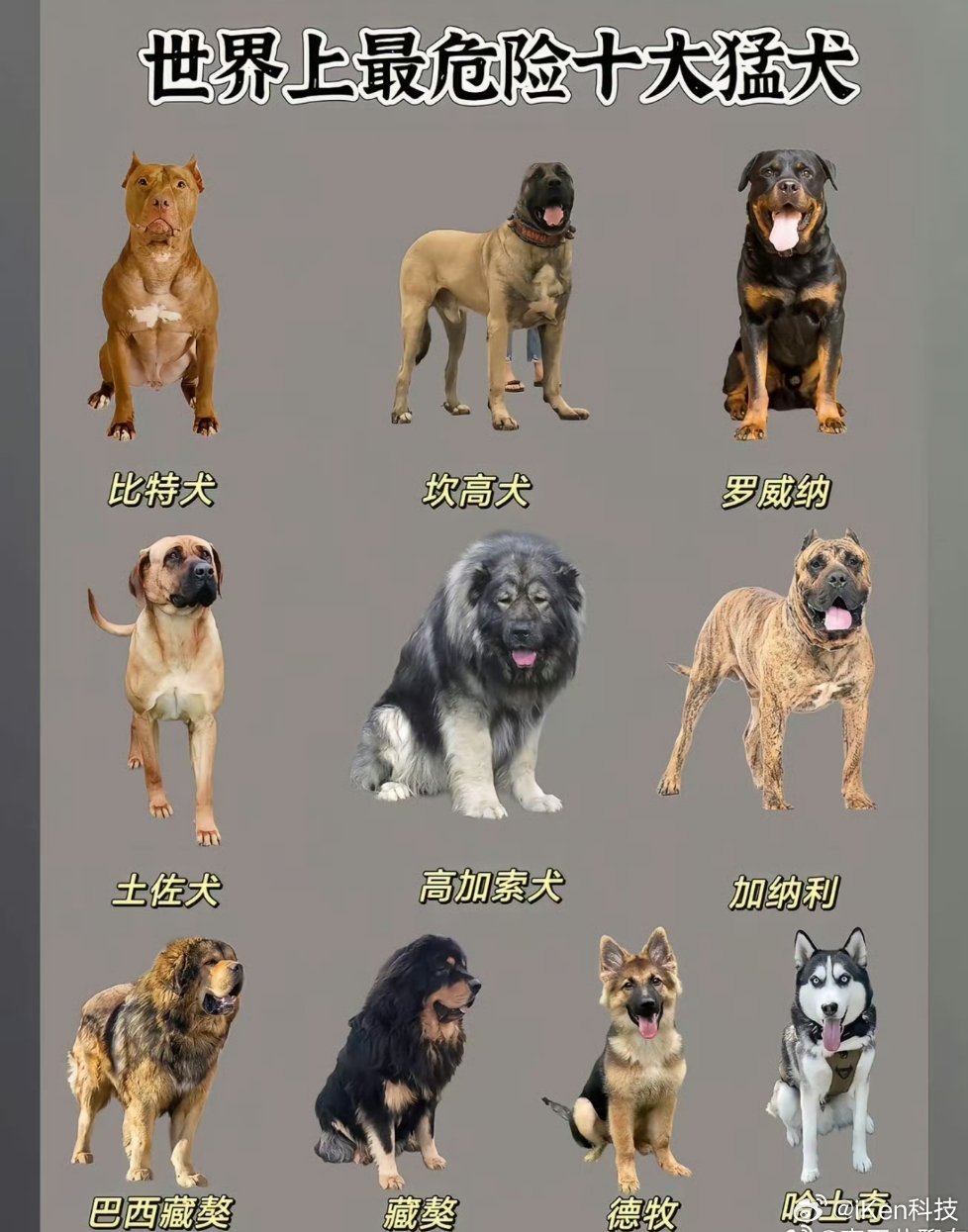 主人解开狗绳2只狗将路人撕咬致死好像有点懂怕狗的人了这十种狗看起来确实吓人带狗出