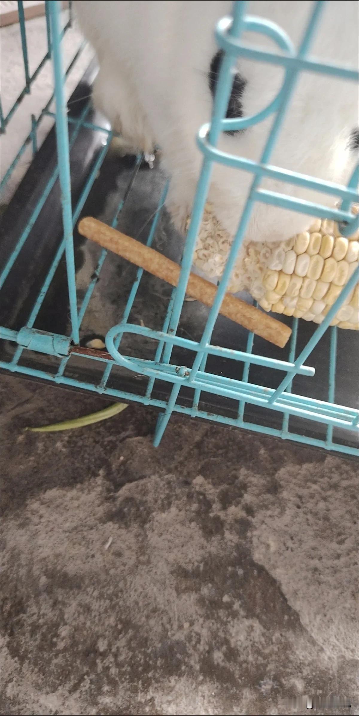 今天下午，我出门的时候，遇见了一个婆婆，婆婆告诉我，她菜园里面有一只小兔子，十分