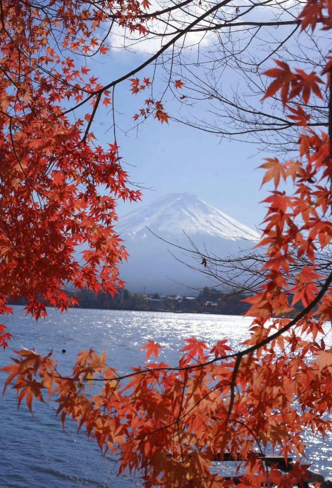 日本旅游想在中国宣传真是大费苦心，如此吹捧让人诧异！日本富士山的红叶季是不错，但