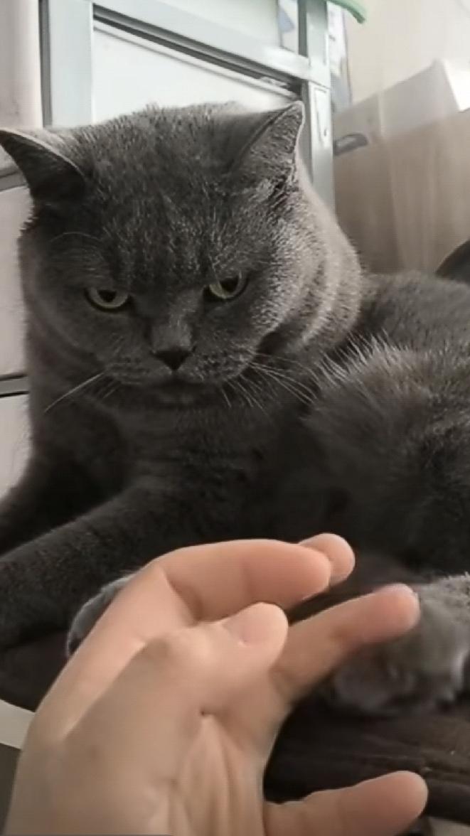 猫最讨厌别人摸它哪儿？
       我家满满，有时我看它安静地趴着，它喜欢在洗