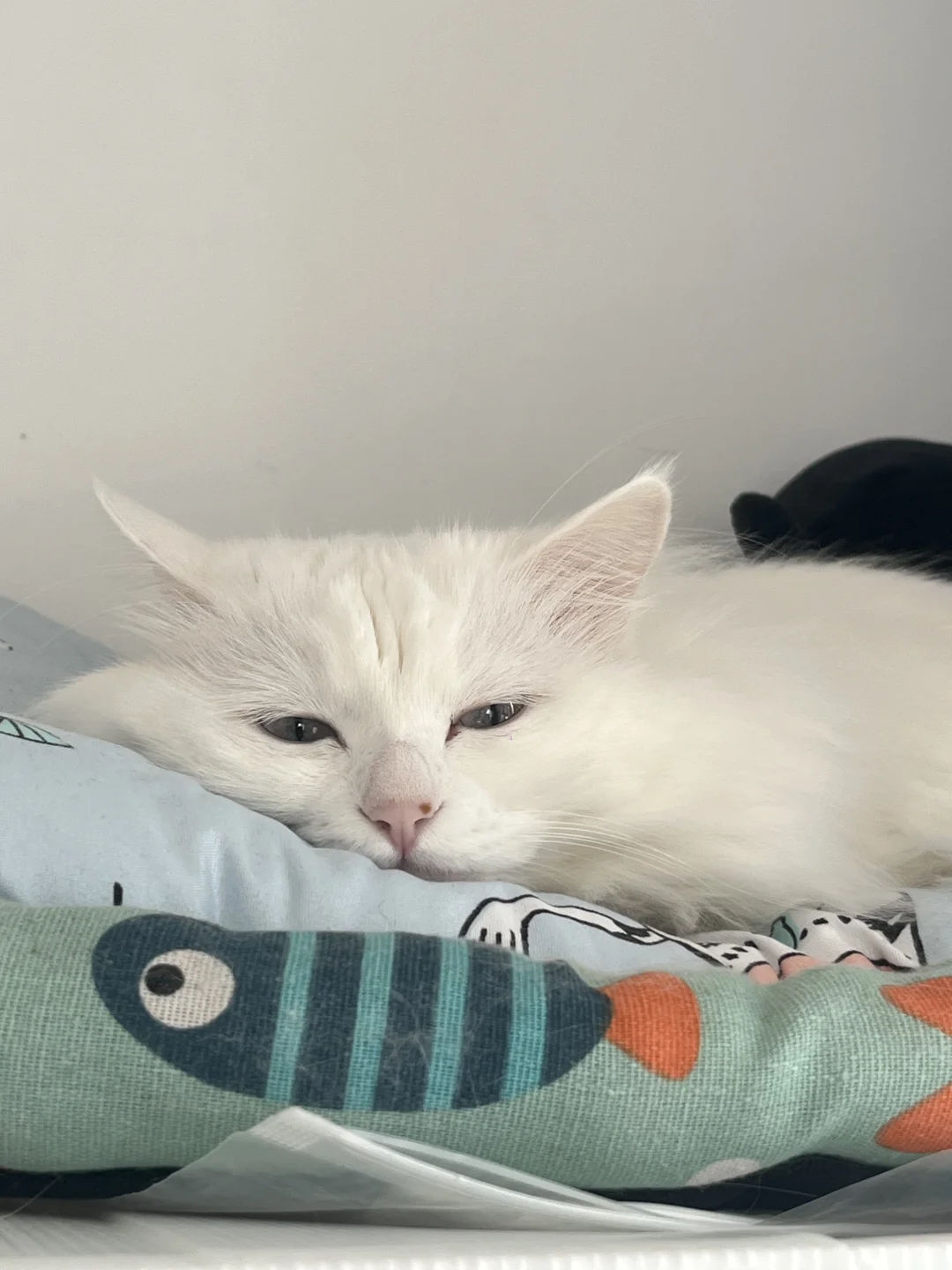 慵懒小猫