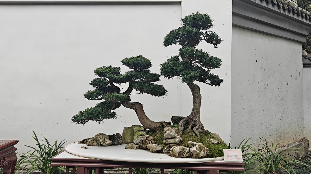 游杜甫草堂盆景园，川派盆景苍劲古雅。虬枝盘曲，方寸藏山水。翠竹环绕，诗韵悠悠，在