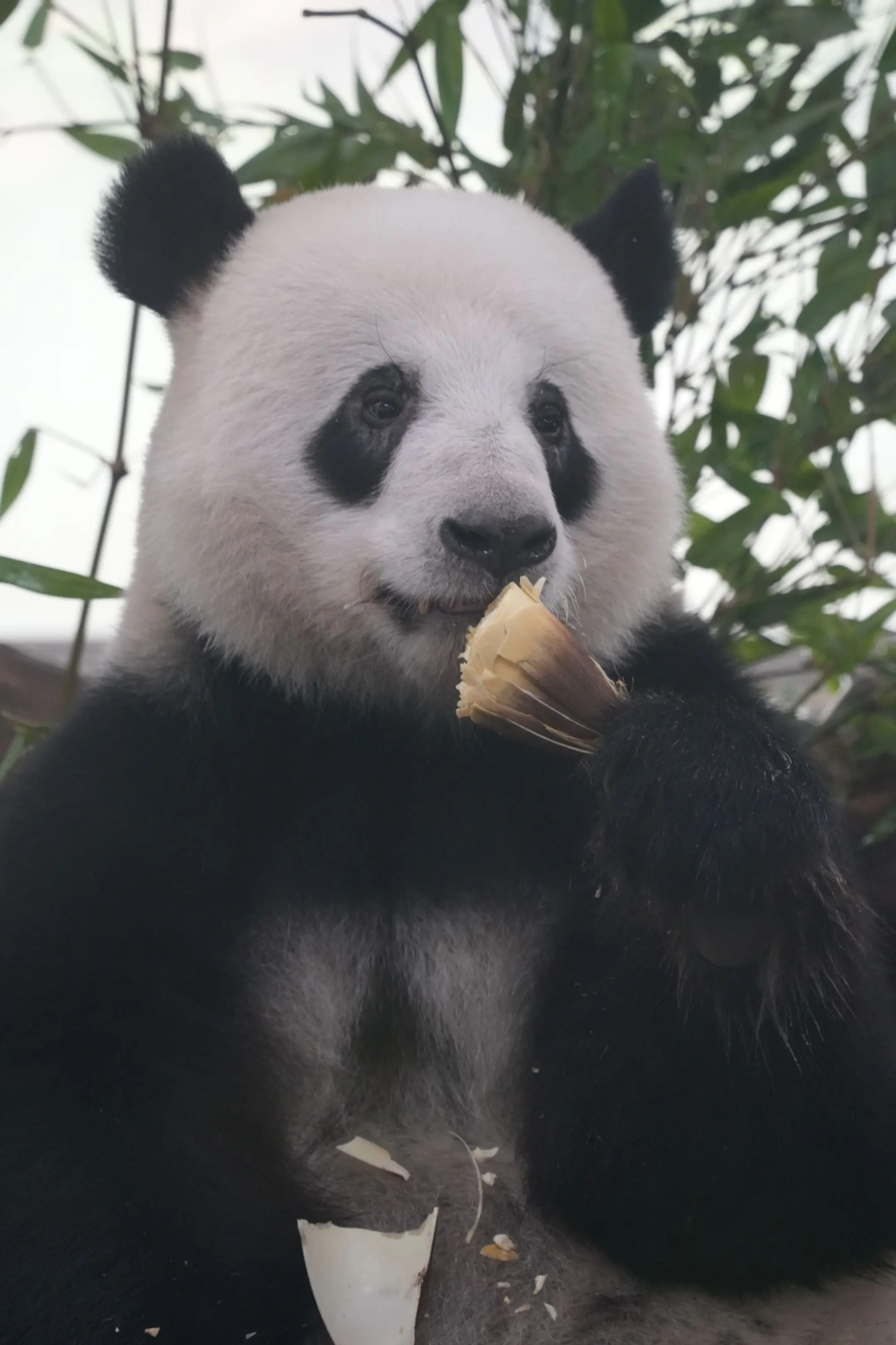 晚安，玛卡巴卡，分享这两天拍的一些猫图。（大熊猫、小熊猫、狮子（大猫）...